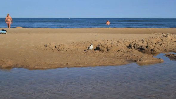 Gull On The  Beach