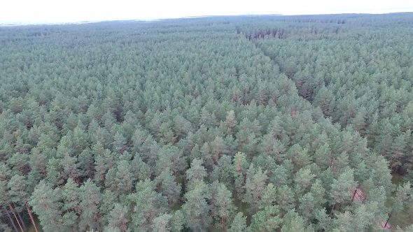 Aerial View Over The Forest 6