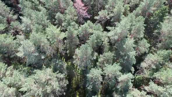 Aerial View Over The Forest 15