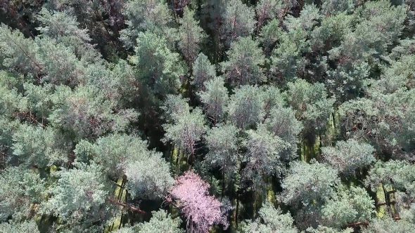 Aerial View Over The Forest 16