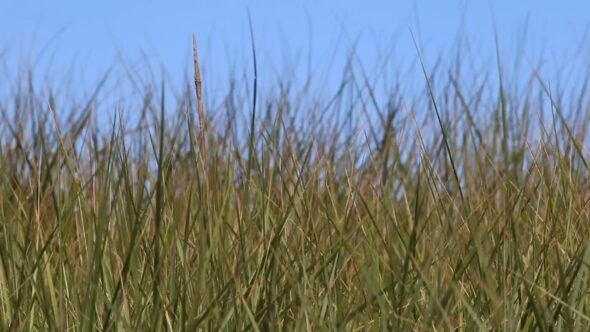 Tall Grass Nature