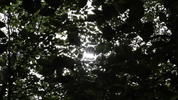 Sun through Trees
