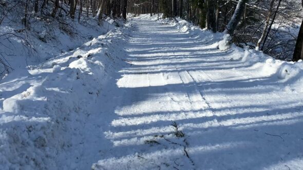 Snow Woods Path