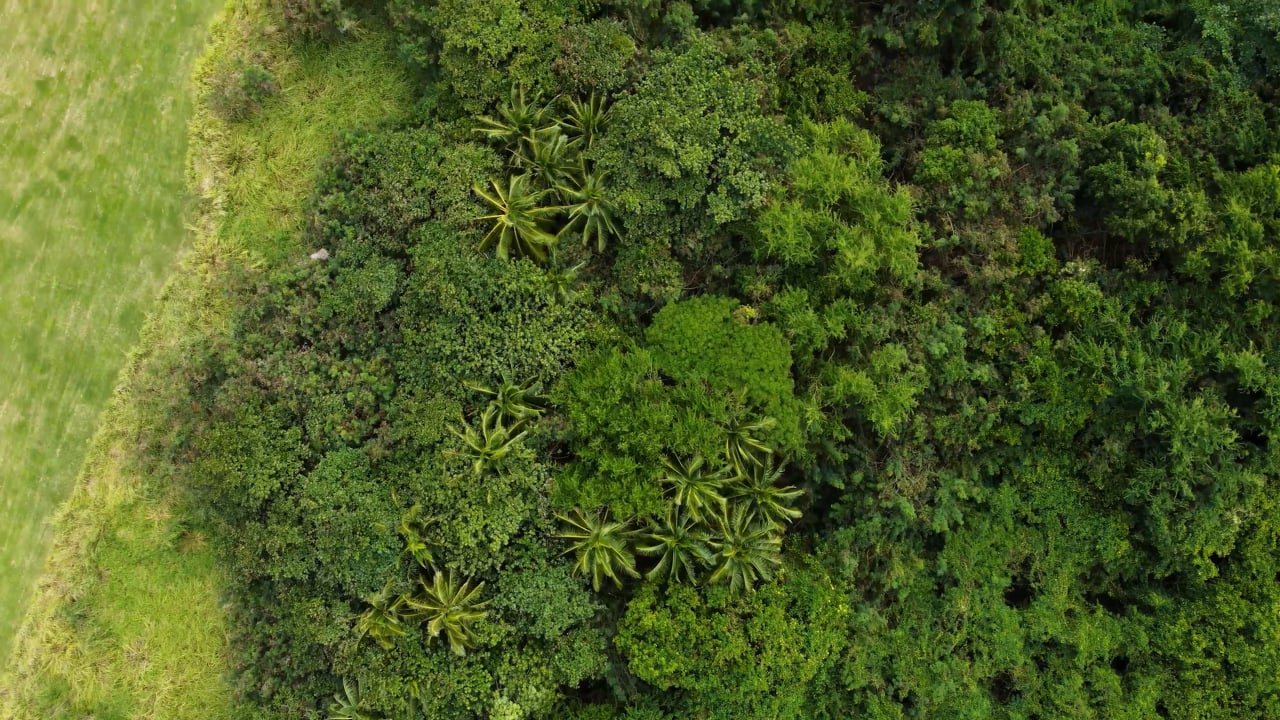 Forest Aerial Trees HD Free Stock Video Footage