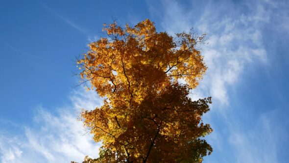 Autumn Tree Sky