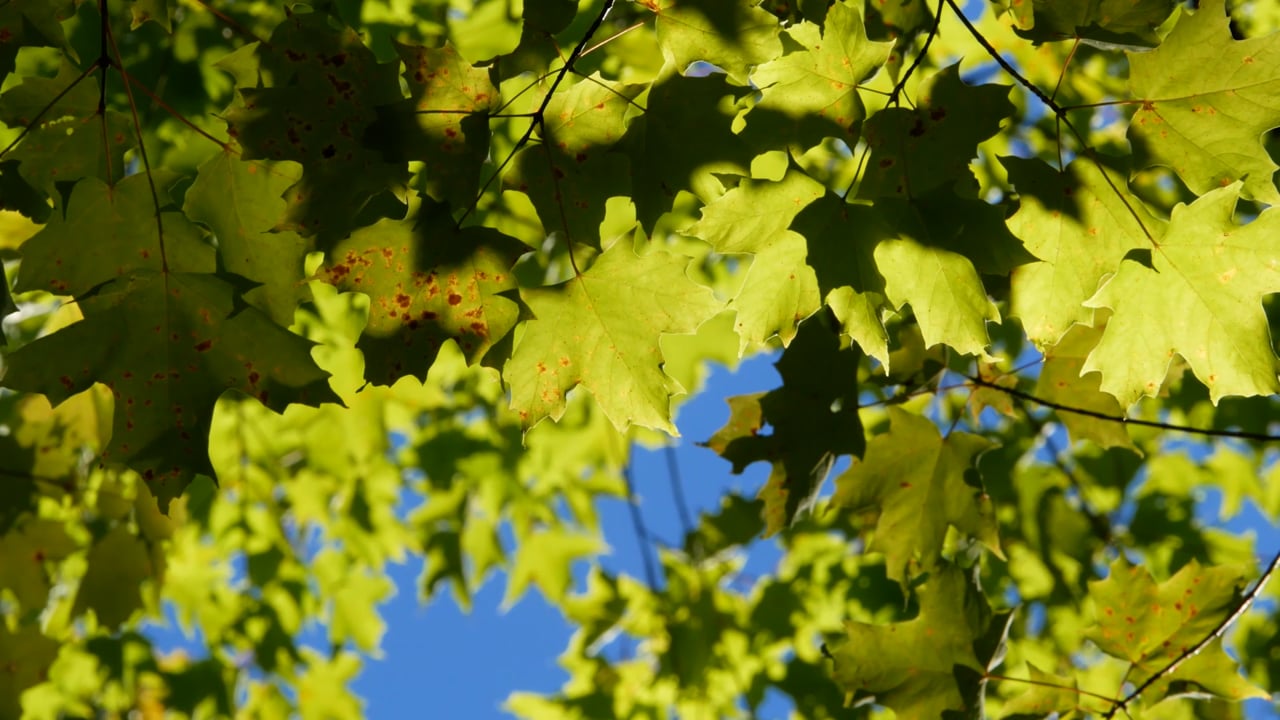 Blowing green leaves HD Free Stock Video Footage