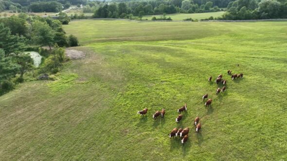 Cows Cattle Farm