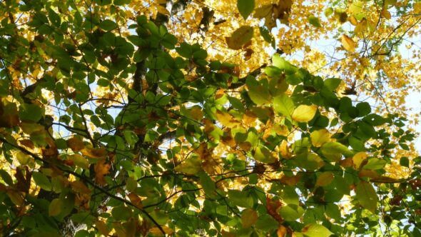 Falling leaves tree