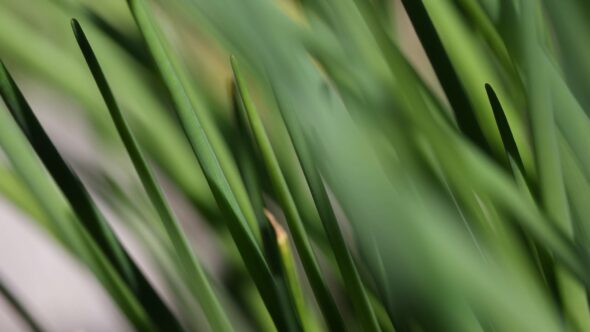 Green Garden Plants