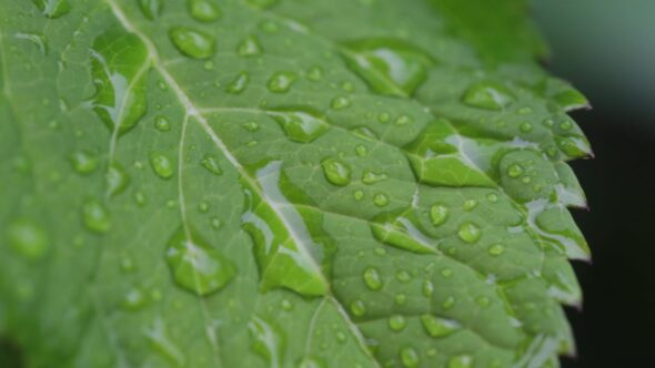 Raindrops Green Leaf