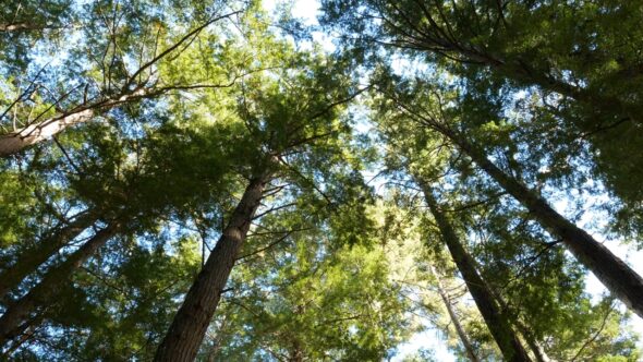 Trees Looking Up